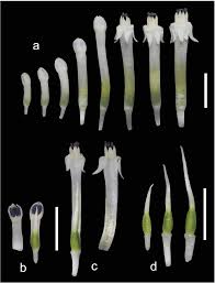 Figure 5 From Massonia Amoena Asparagaceae Scilloideae A Striking New Species From The Eastern Cape South Africa Semantic Scholar It is native to southern africa, and is found in localities such as. semantic scholar