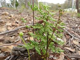 Image result for Cheilanthes involuta