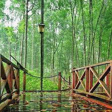 Kuala sepetang eco tourism, jalan sungai manggis, kampung kuala sepetang, 34650 kuala sepetang, perak, malaysia look for a shop lot restoran, tiket & bot hotel pickup is offered. Kuala Sepetang Eco Tourism Kelip Kelip Kuala Sepetang Taiping Perak Fireflies Eco Tourism Facebook
