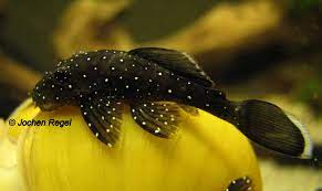 Ich halte die tiere bei einer konstanten temperatur von 27° Ancistrus Sp L 181 L Numbers Database Welsfans