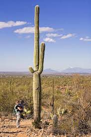 I have two pots with this saguaro cactus (carnegiea gigantea) grown from seeds. Tall Saguaro Cactus Photograph By Matthew Heinrichs