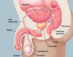 Image result for Prostate Anatomy