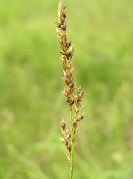 Image result for Carex mildbraediana