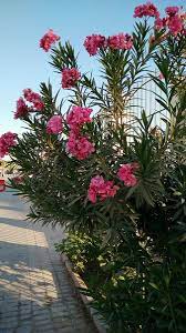 درجة الحرارة والرطوبة من الهواء, الضغط, سرعة و اتجاه الرياح, الأمطار, شروق الشمس, غروب الشمس. Ù†Ø¨Ø§ØªØ§Øª On Twitter Ù†Ø¹Ù… Ù‡ÙŠ Ù†ÙØ³Ù‡Ø§ Ù†Ø¨Ø§Øª Ø§Ù„Ø¯ÙÙ„Ø© Ø§Ø°Ø§ ÙƒØ§Ù†Øª Ø¨Ø¹ÙŠØ¯Ø© Ø¹Ù† Ø§Ù„Ø§Ø·ÙØ§Ù„ Ù„Ø§ Ø¶Ø±Ø± Ù…Ù†Ù‡Ø§ Ø³Ù…ÙŠØªÙ‡Ø§ ÙÙŠ Ø£ÙƒÙ„Ù‡Ø§ Https T Co Fpd5tot5f5