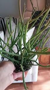 The first option, which is the most common and safest, is to use an excellent herbicide product. 8 Best Succs Cacs Pencil Cactus Euphorbia Ticucalli Ideas Pencil Cactus Euphorbia Cactus