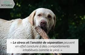 Pourquoi prendre du chien alors qu'il doit être si difficile de s'en procurer en france ? Le Cbd Pour Chien Guide Complet Botaneo