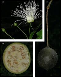 Image result for Thilachium africanum