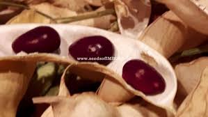 Roast the beans for 15 minutes, then stir with a spatula to promote even cooking. True Cranberry Bean Seed Seeds Of Imbolc