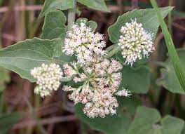 Image result for Mikania