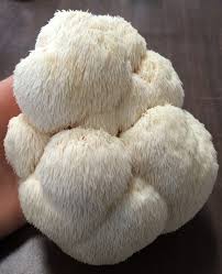 In this video you'll discover the nootropics benefits of lion's mane mushroom. Mushroom Products Peaceful Harvest Mushrooms
