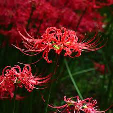 Red flowers that represent death. Flowers That Symbolize Death A To Z Flowers
