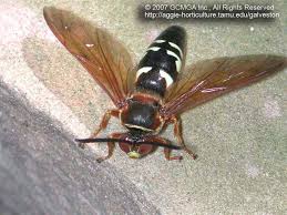 Check spelling or type a new query. Beneficial Insects In The Garden 03 Cicada Killer Wasp Sphecius Speciosus