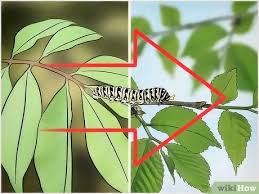 When tent caterpillar removal is necessary, the nests or egg cases can usually be picked out by hand. 3 Ways To Get Rid Of Caterpillars Wikihow