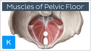 Almost every muscle constitutes one part of a pair of identical bilateral muscles, found on both sides, resulting in approximately 320 pairs of muscles, as presented in this article. Muscles Of The Pelvic Floor Anatomy And Function Kenhub