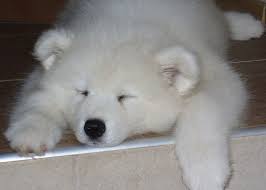 elena chebotarenko gajsyonok odnoklassniki dog skin samoyed cute animals