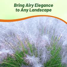 Image result for Agrostis isopholis