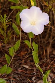 Image result for Bonamia