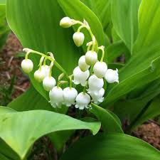 The lily of the valley is very popular for planting in gardens. Lily Of The Valley Flowering Size Pips For Sale Online White Easy To Grow Bulbs