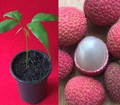 The newer, harder to find local produce fruit including grapes, lemons, and lychee or the however, your local produce fruit trees will only grow one of the three possible fruits. Potted Starter Plant Lychee Tropical Fruit Tree Litchi Brewster Seedling Bonsai By 9waters On Etsy Https Www Etsy Com Starter Plants Fruit Trees Potted Trees
