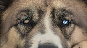 German shepherd husky mix puppy for adoption near me. Saint Bernard Siberian Husky Mix Saint Berhusky Breed Information