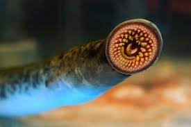 Neunauge n ( genitive neunauges, plural neunaugen ) ( zoology, ichthyology) lamprey; Neunaugen Die Wasserbewohner Mit Saugmaul Im Portrait Das Tierlexikon