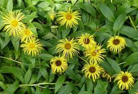 Image result for Inula