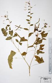 Image result for Cleome aculeata