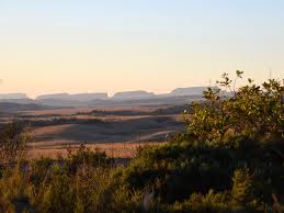 Image result for Schistostephium crataegifolium