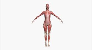 The major muscles of the abdomen include the rectus. Female Muscle Anatomy 3d Model
