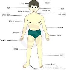 Vocabulary exercises to help learn words for parts of the body. The Body And Its Parts Arnold Zwicky S Blog