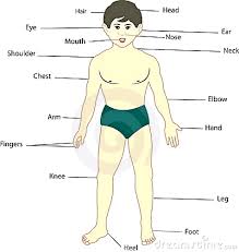 You will learn about the vocabulary for the human body organs. The Body And Its Parts Arnold Zwicky S Blog