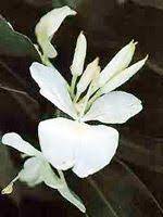 Pin On Plants Trees And Flowers