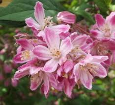 Image result for Deutzia hybrida Pink Pompon