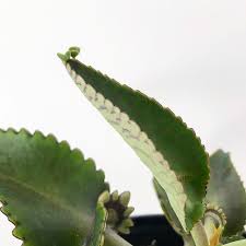 Kalanchoe Daigremontiana Kalanchoe Daigremontiana Suculentas Cultivo De Suculentas