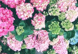 Uses of the hydrangea flower throughout history. Hydrangea Meaning And Symbolism Ftd Com