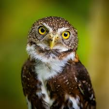 Image result for Dicoma galpinii