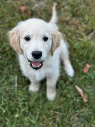 Meet Stella! 3 months old, 14lbs of pure joy!