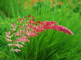 Image result for Melinis nerviglumis