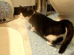 Hallo, leider hat meine katze vor ein paar tagen ihre 2 tage alten kinder verloren und ich wollte wissen wann sie wieder rollig wird.vielen üblicherweise werden katzen nach dem tod ihrer babies sehr schnell(innerhalb einiger tage) wieder rollig. Extremst Rollige Katze Youtube
