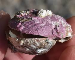 Image result for Triumfetta brachyceras