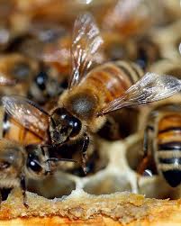 We did not find results for: Nearly 40 Decline In Honey Bee Population Last Winter Unsustainable Experts Say Abc News