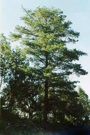 A tree helps combat climate change and lowers air temperature; Pinus Strobiformis Pino Blanco Mexican White Pine Description