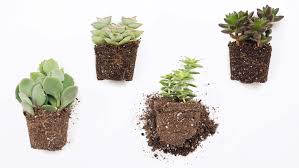 Though, if you are making a terrarium for your carnivorous plant, we suggest you choose something smaller. How To Make A Terrarium In 5 Easy Steps Proflowers