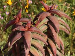 Image result for Pearsonia