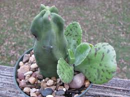 These two groups are rather different from other cacti,9 which means any description of cacti as a whole must frequently make exceptions for them. Pachycereus Schottii Big Penis Cactus Dummer Garden Manage Gfinger Is The Best Garden Manage App