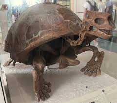 Image result for Megalochlamys