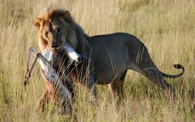 Las hembras suelen tener un pelaje corto, lo que hace que se puedan. Por Que Los Leones Tienen Melena Steemit