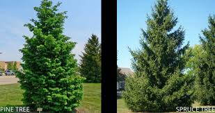 Alberta spruce, (picea glauca) caring instructions: Pine Trees Vs Spruce Trees I Arbor Hills Trees Omaha Elkhorn Nebraskaarbor Hill Trees Omaha Blog