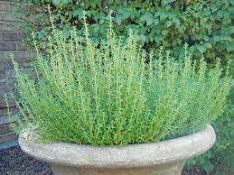 We did not find results for: How To Grow Thyme Plant Instructions