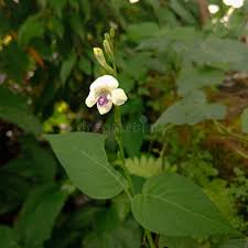 Image result for Asystasia intrusa